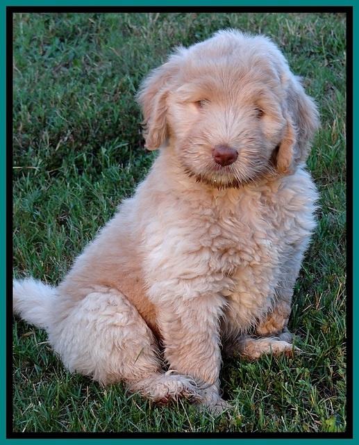 BG pups 7 wks old 10