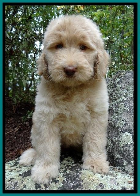 BG pups 8 wks old 1