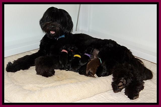BR pups 1 day old 211