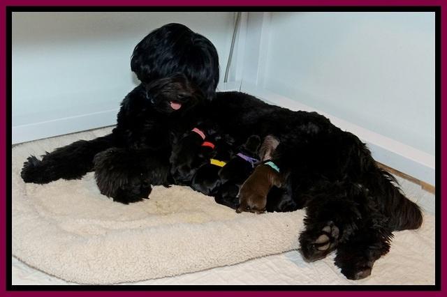 BR pups 1 day old 221