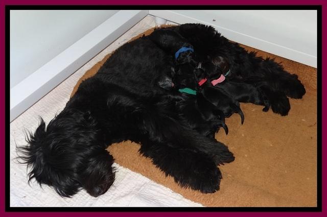 BR pups 1 wk old 230