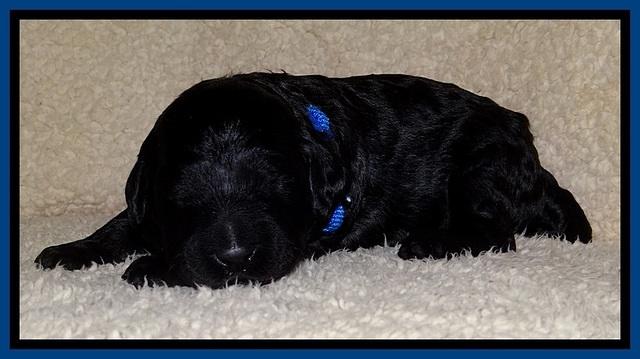 BR  pups 2 wks old 21