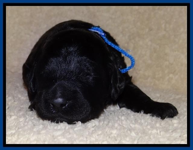 BR  pups 2 wks old 31