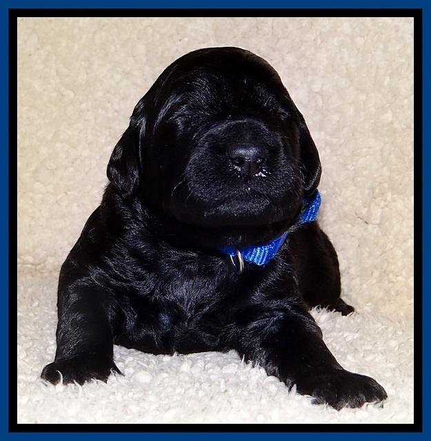 BR  pups 2 wks old 41