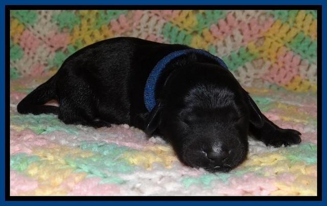 BR pups 1 day old 11