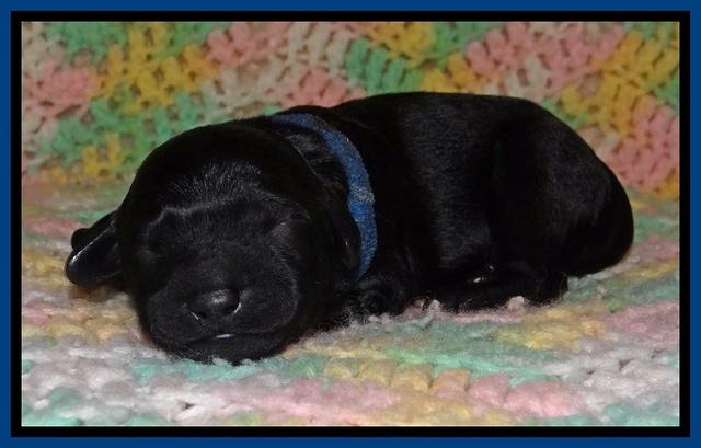 BR pups 1 day old 21