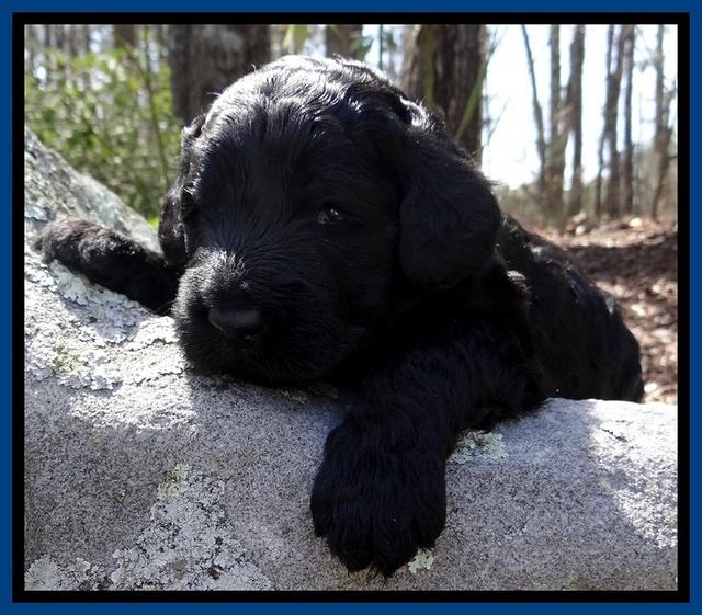 BR pups 3 wks old 11