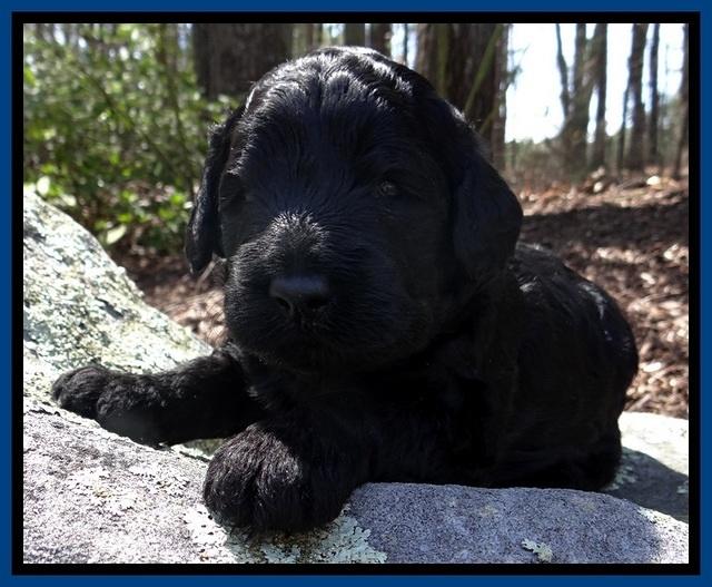 BR pups 3 wks old 41