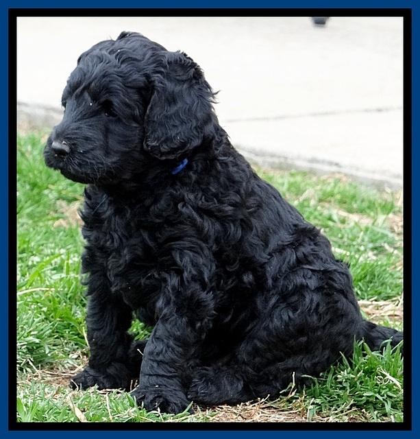 BR pups 5 wks old 380