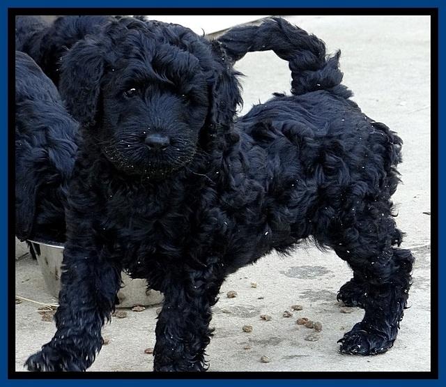 BR pups 6 wks old 120 (2)