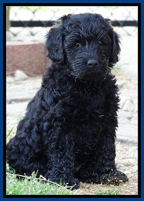 BR pups 6 wks old 470
