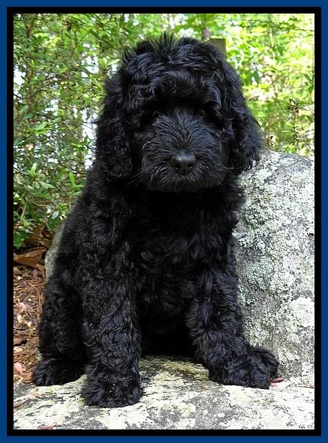 BS  pups 8 wks old 51
