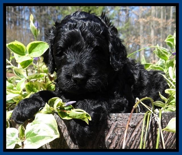 BS 4 pups weeks old 30