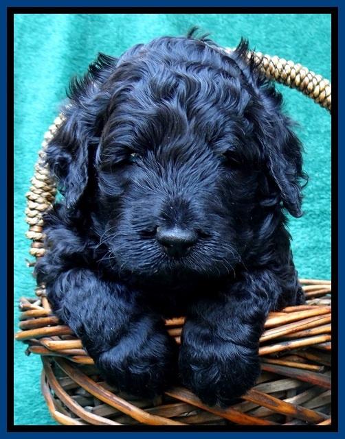 BS 4 pups weeks old 50