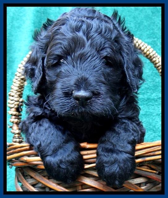 BS 4 pups weeks old 60