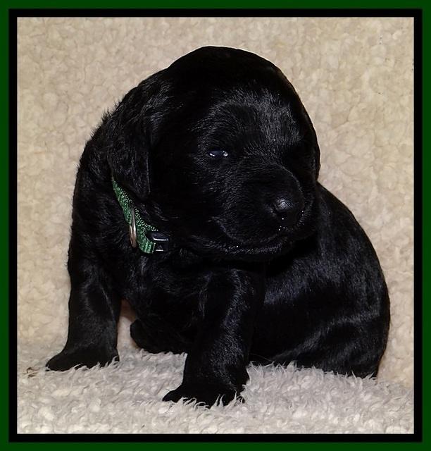 BR  pups 2 wks old 101