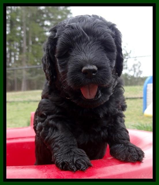 BR pups 5 wks old 310