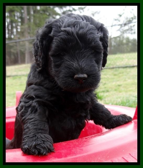 BR pups 5 wks old 320