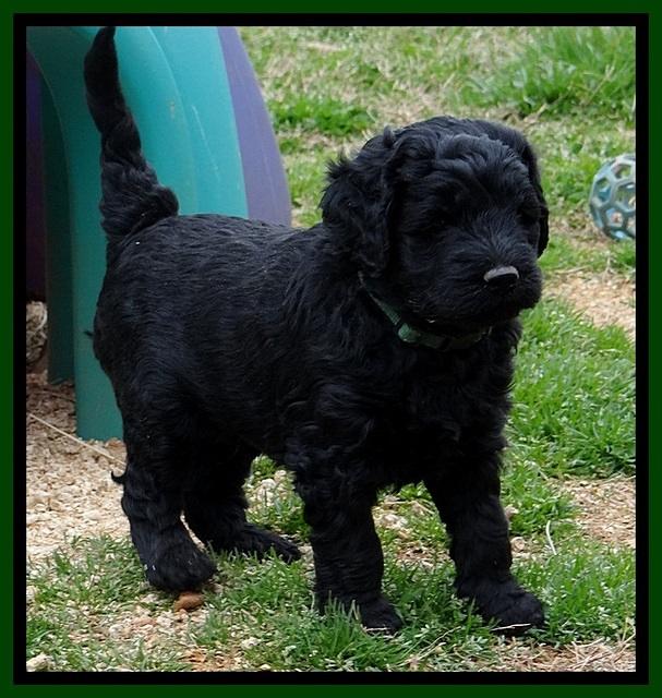 BR pups 5 wks old 330