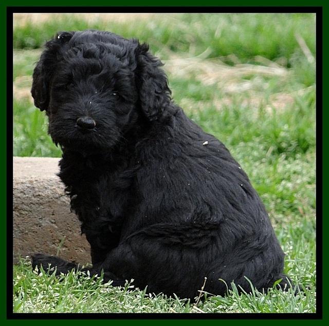 BR pups 5 wks old 350