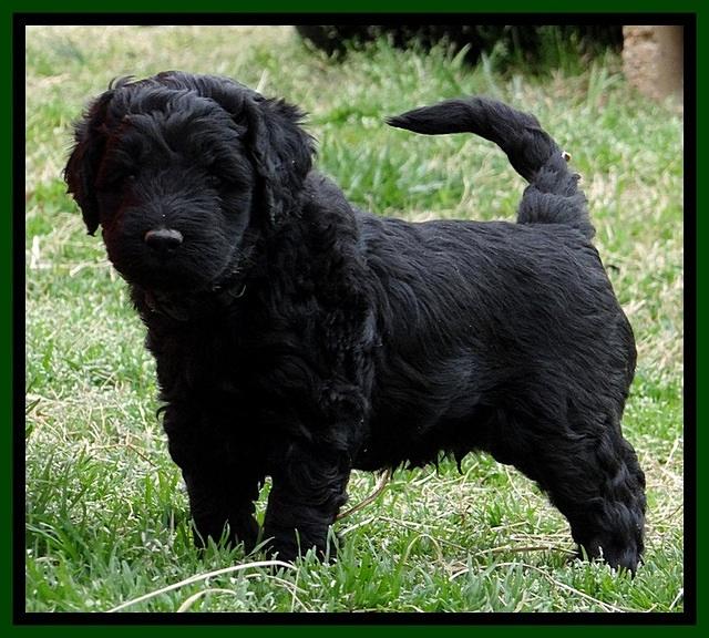 BR pups 5 wks old 370