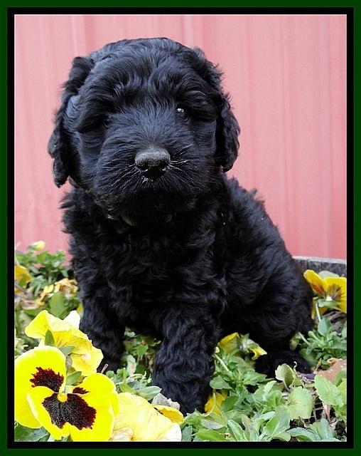 BR pups 6 wks old 1030