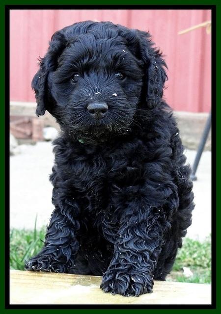 BR pups 6 wks old 150 (2)