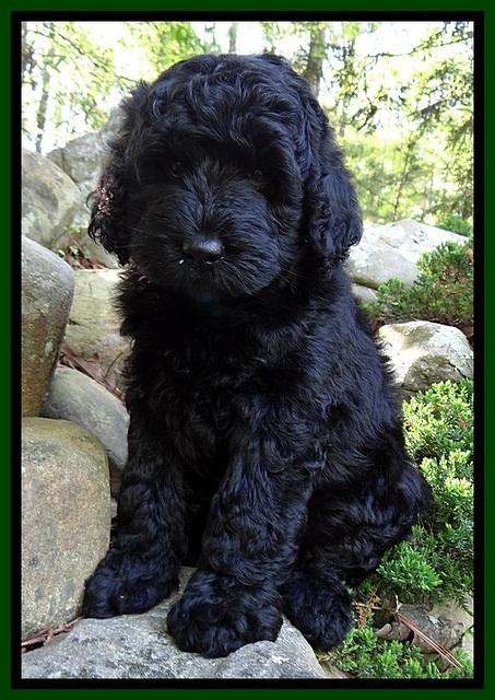 BR pups 8 wks old 50