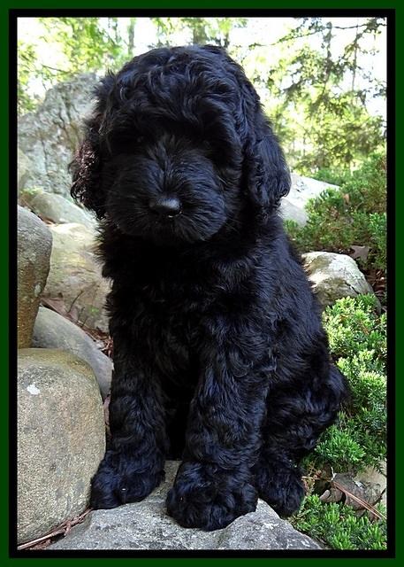 BR pups 8 wks old 70