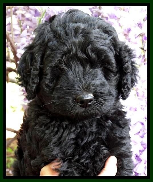 BS pups 7 wks old 111