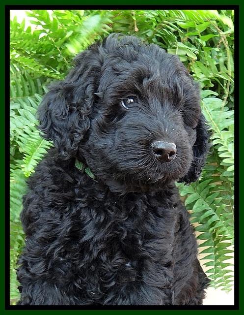 BS pups 7 wks old 141