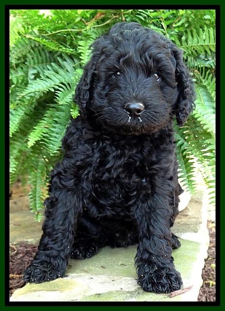 BS pups 7 wks old 151