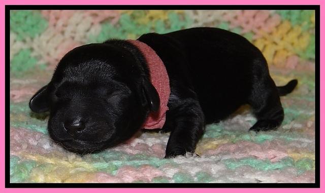 BR pups 1 day old 121