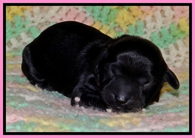 BR pups 1 day old 131