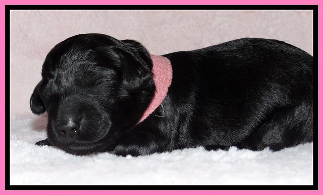 BR pups 1 wk old 151
