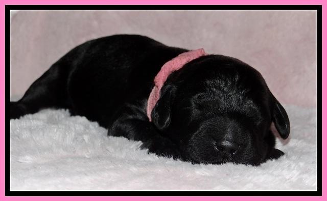 BR pups 1 wk old 171