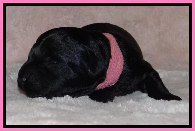 BR pups 1 wk old 320