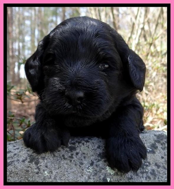 BR pups 3 wks old 221