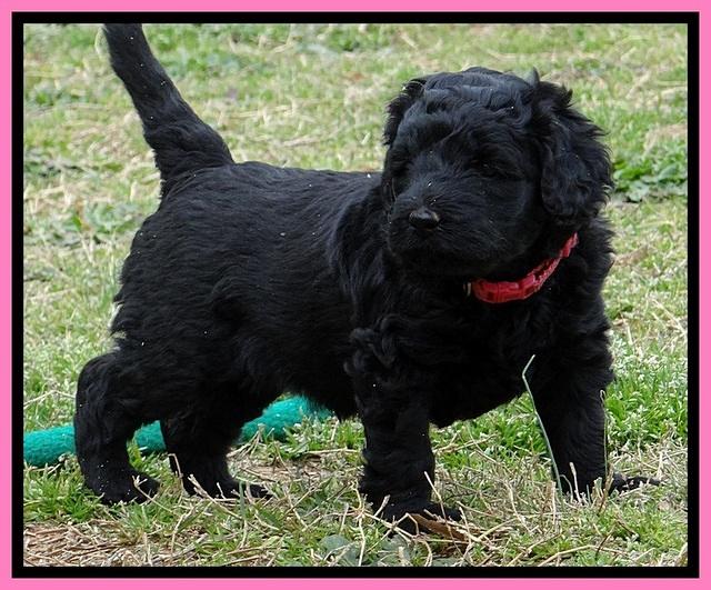 BR pups 5 wks old 240