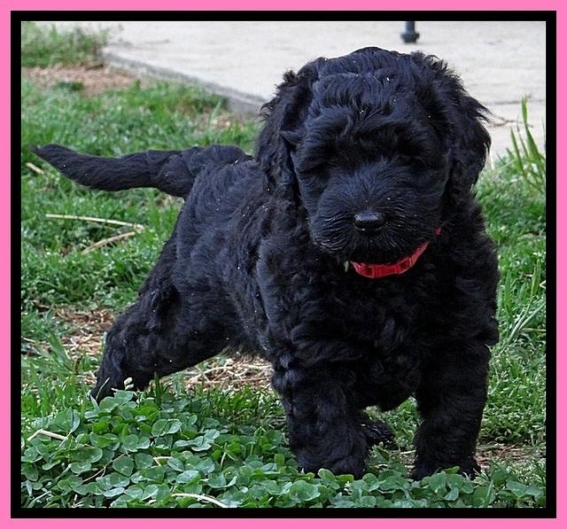 BR pups 6 wks old 40