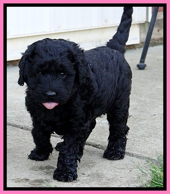 BR pups 6 wks old 50