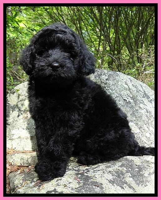 BS  pups 8 wks old 11