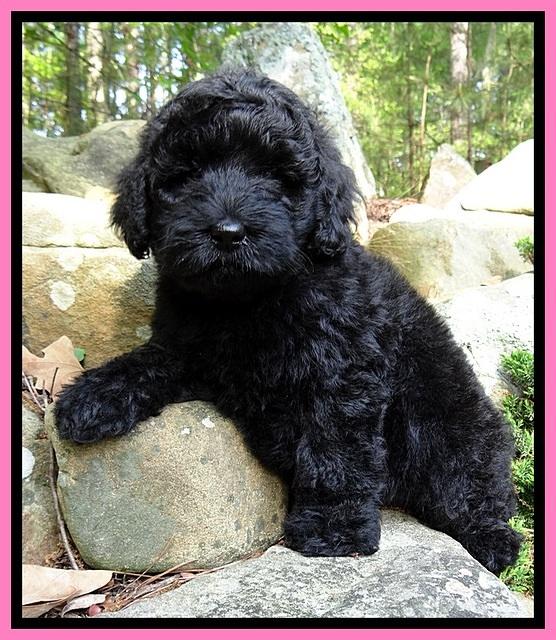 BS  pups 8 wks old 31