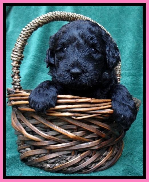 BS 4 pups weeks old 260