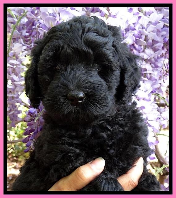 BS pups 7 wks old 221