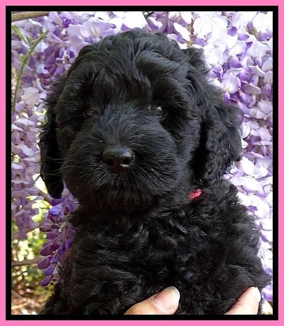 BS pups 7 wks old 231