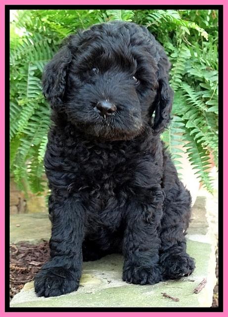 BS pups 7 wks old 241