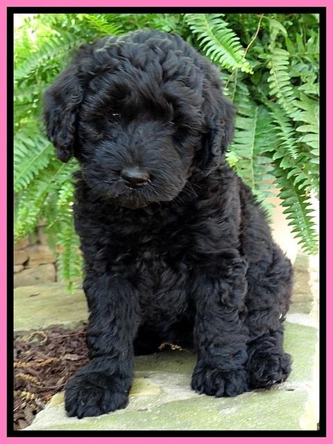 BS pups 7 wks old 251