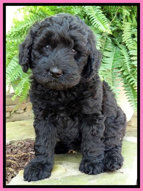 BS pups 7 wks old 261