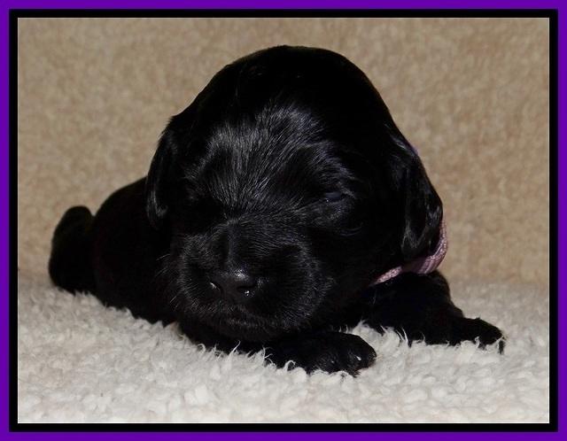BR  pups 2 wks old 221